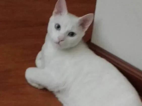 Gato ra a  idade 1 ano nome Tom