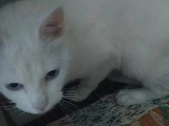 Gato ra a  idade 1 ano nome Tom