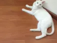 Tom