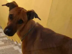 Cachorro raça Srd idade 1 ano nome Fred