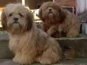 Cachorro raça Shiatsu  idade 2 a 6 meses nome Fred 