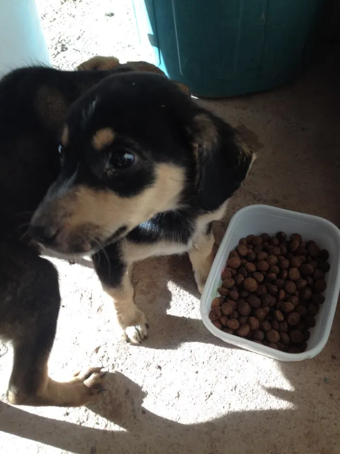 Cachorro ra a Desconhecida  idade 2 a 6 meses nome Sem nome 