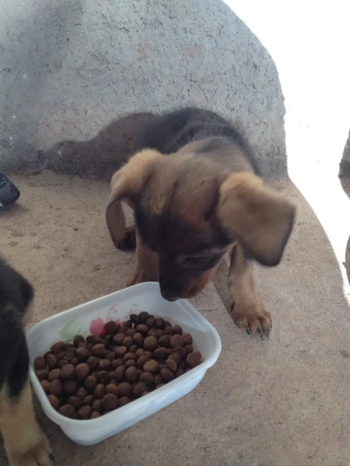 Cachorro ra a Desconhecida  idade 2 a 6 meses nome Sem nome 