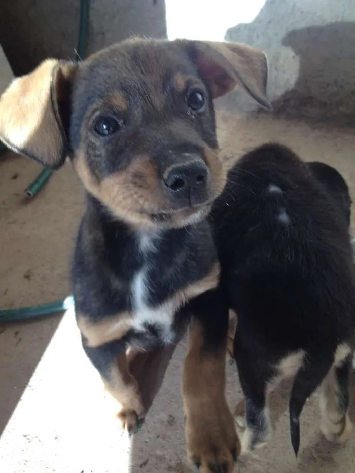 Cachorro ra a Desconhecida  idade 2 a 6 meses nome Sem nome 