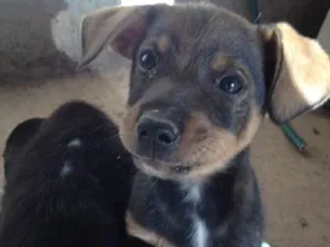 Cachorro raça Desconhecida  idade 2 a 6 meses nome Sem nome 