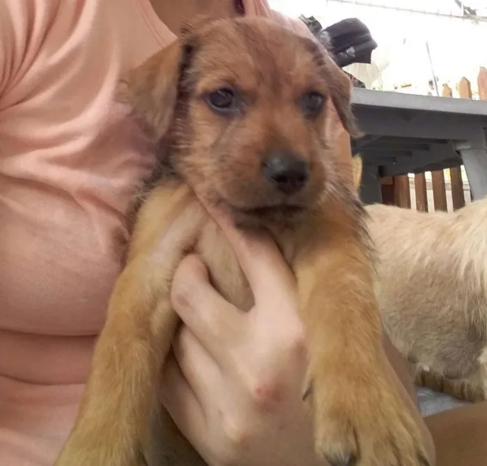 Cachorro ra a SRD idade Abaixo de 2 meses nome Lollo