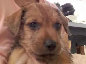 Cachorro raça SRD idade Abaixo de 2 meses nome Lollo