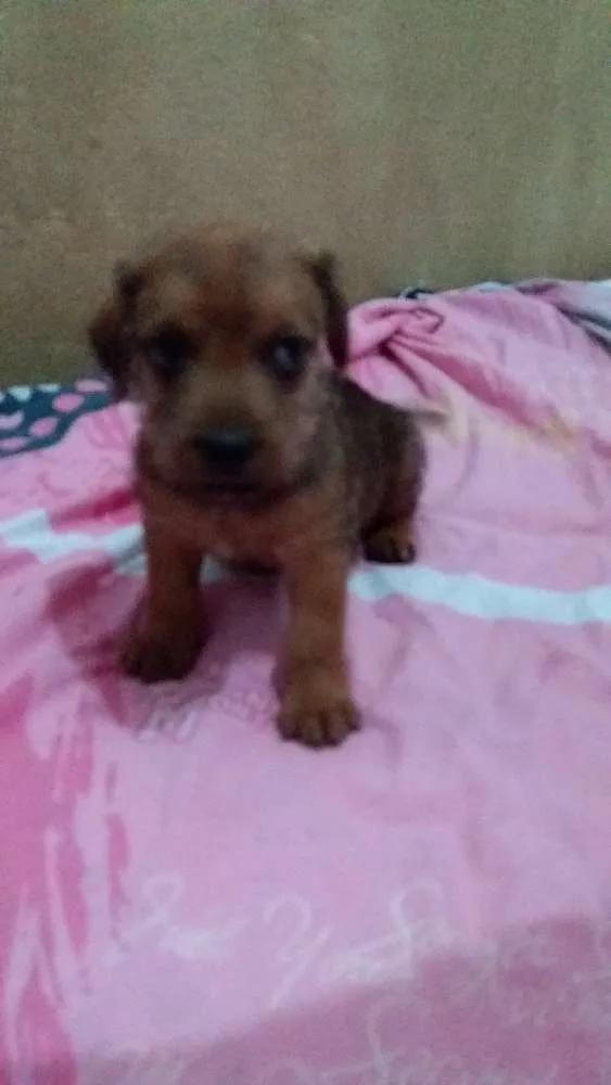 Cachorro ra a SRD idade Abaixo de 2 meses nome Lollo