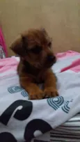 Lollo