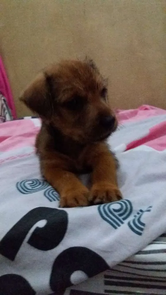 Cachorro ra a SRD idade Abaixo de 2 meses nome Lollo