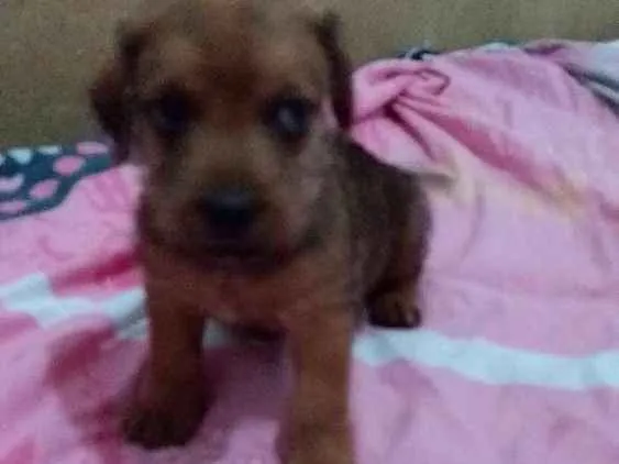 Cachorro ra a SRD idade Abaixo de 2 meses nome Lollo