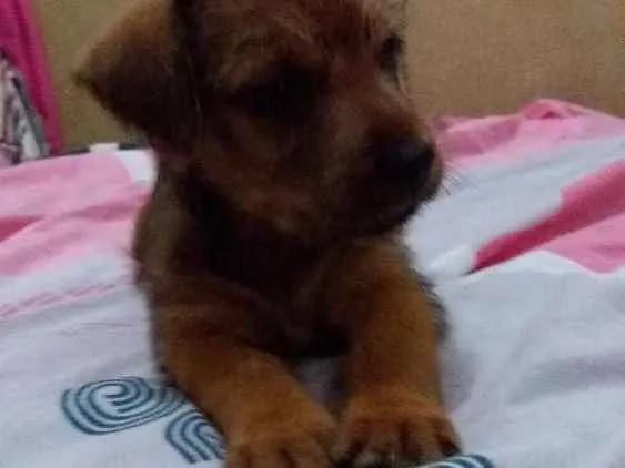 Cachorro ra a SRD idade Abaixo de 2 meses nome Lollo
