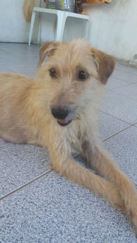 Cachorro ra a SRD idade 2 anos nome Lolla 