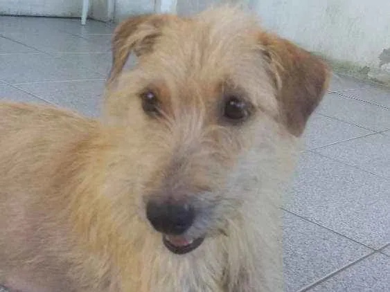 Cachorro ra a SRD idade 2 anos nome Lolla 