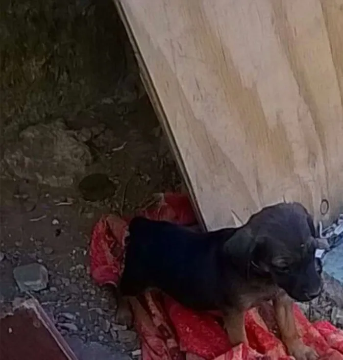 Cachorro raça Vira lata idade Abaixo de 2 meses nome Ainda não tem