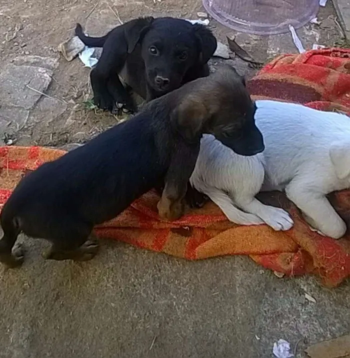Cachorro raça Vira lata idade Abaixo de 2 meses nome Ainda não tem