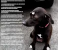 Pantera