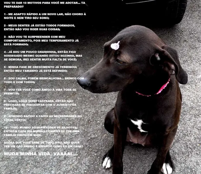 Cachorro ra a Vira-Lata idade 7 a 11 meses nome Pantera