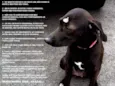Pantera