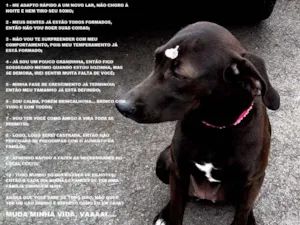Cachorro raça Vira-Lata idade 7 a 11 meses nome Pantera