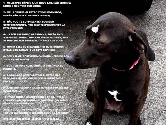 Cachorro ra a Vira-Lata idade 7 a 11 meses nome Pantera