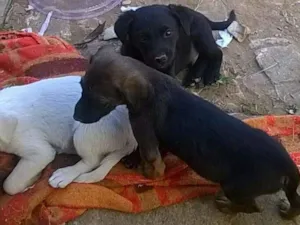 Cachorro raça Vira lata idade Abaixo de 2 meses nome Ainda não tem