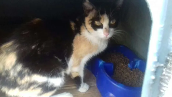 Gato ra a sem raça definida idade 7 a 11 meses nome Milly