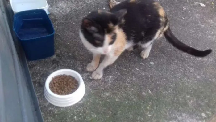 Gato ra a sem raça definida idade 7 a 11 meses nome Milly