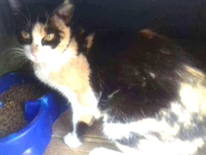 Gato ra a sem raça definida idade 7 a 11 meses nome Milly