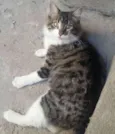 Escobar 