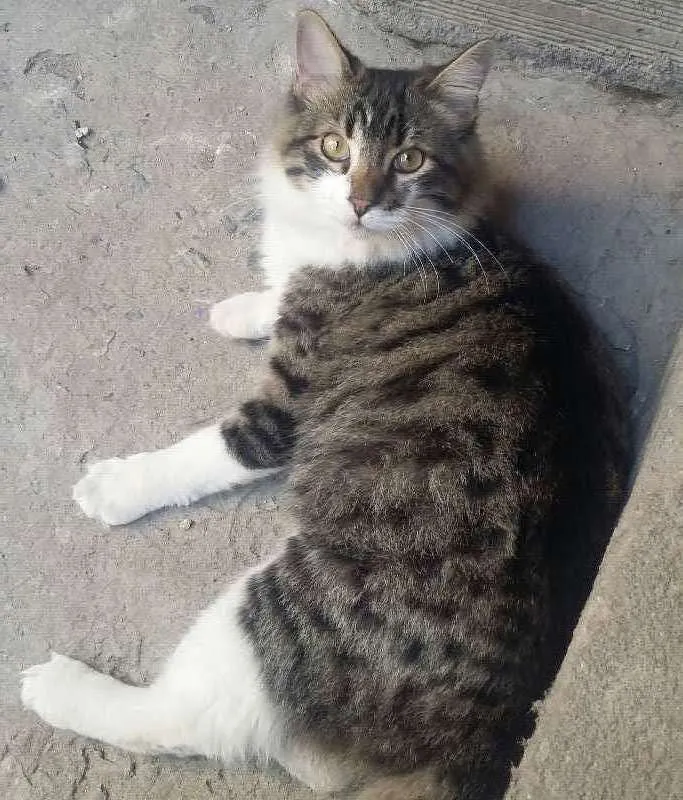 Gato raça Vira-lata idade 1 ano nome Escobar 