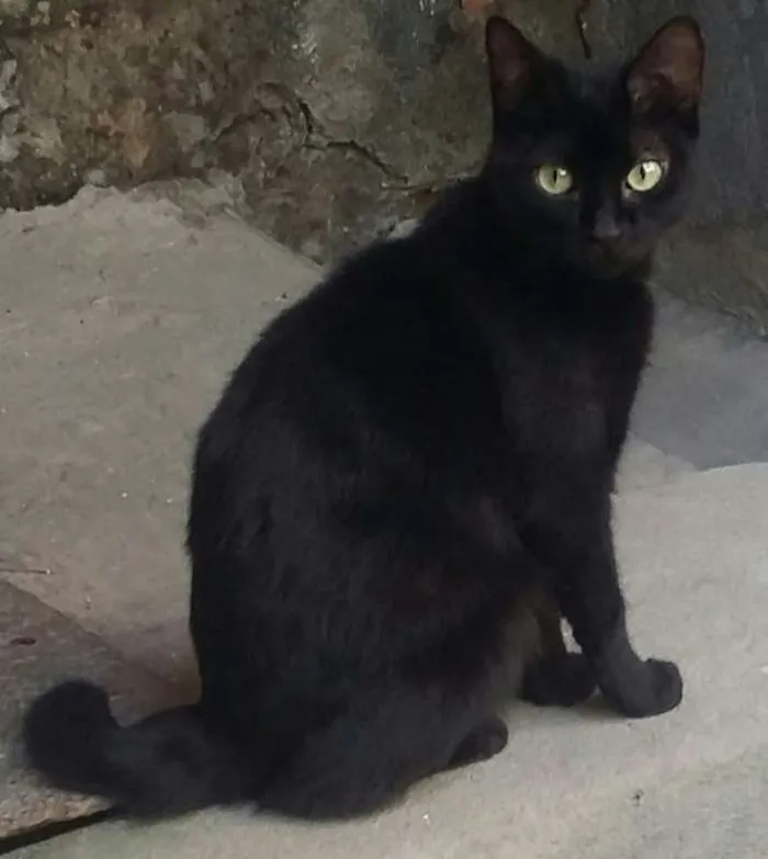 Gato raça Vira-lata idade 1 ano nome Escobar 