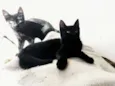 Filhotinhos