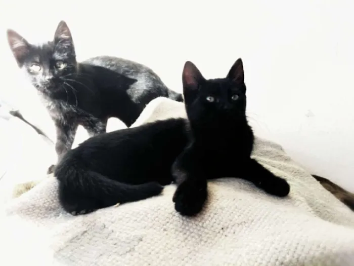 Gato raça Indefinida idade 2 a 6 meses nome Filhotinhos