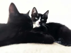 Gato raça Indefinida idade 2 a 6 meses nome Filhotinhos