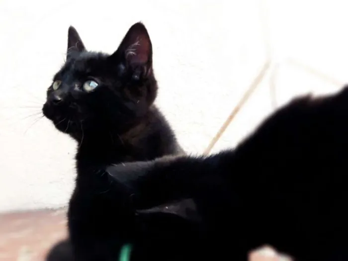 Gato raça Indefinida idade 2 a 6 meses nome Filhotinhos