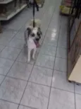 Magali