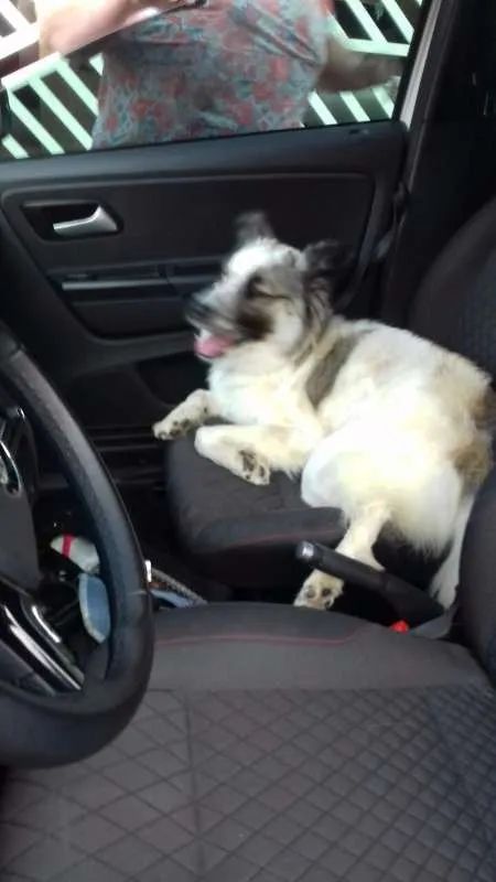 Cachorro ra a mix border collie idade 2 anos nome Magali