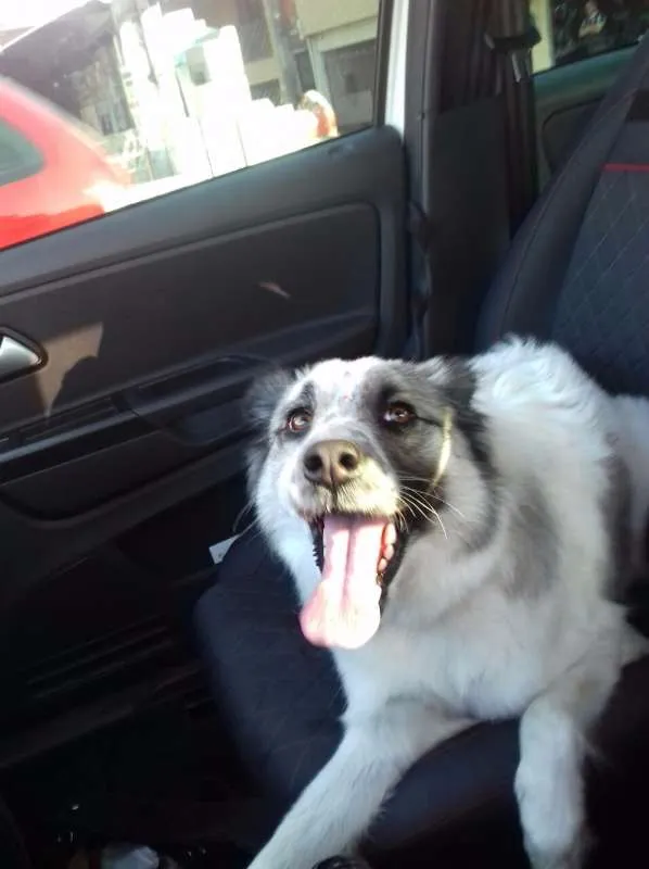 Cachorro ra a mix border collie idade 2 anos nome Magali