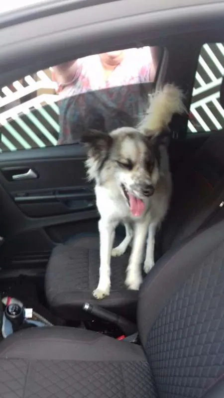 Cachorro ra a mix border collie idade 2 anos nome Magali