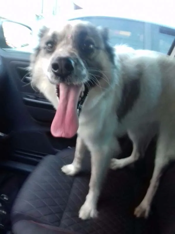 Cachorro ra a mix border collie idade 2 anos nome Magali