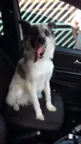 Magali
