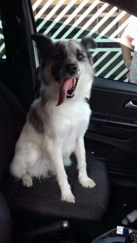 Cachorro ra a mix border collie idade 2 anos nome Magali