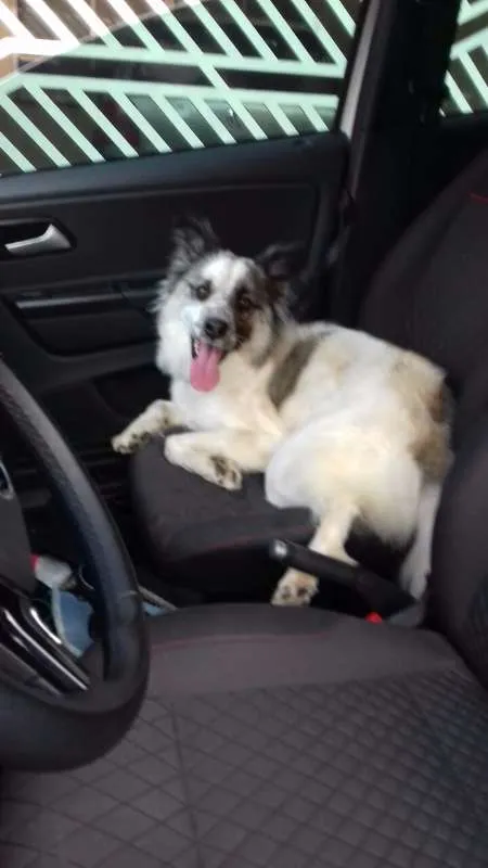 Cachorro ra a mix border collie idade 2 anos nome Magali