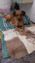 Cachorro raça SRD idade 2 anos nome Bella