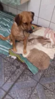 Cachorro raça SRD idade 2 anos nome Bella