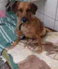 Cachorro raça SRD idade 2 anos nome Bella