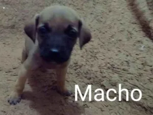Cachorro raça SRD idade Abaixo de 2 meses nome Dobby