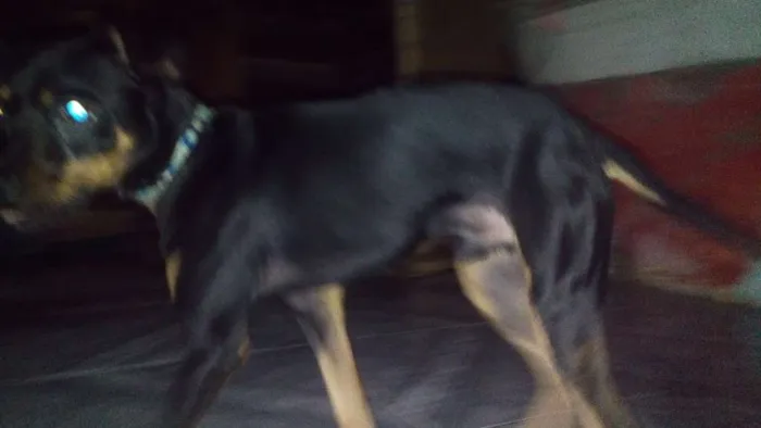 Cachorro ra a Pincher  idade 2 anos nome Carlim