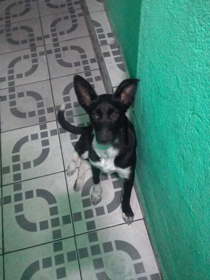 Cachorro ra a Não definida idade 2 a 6 meses nome Diana 